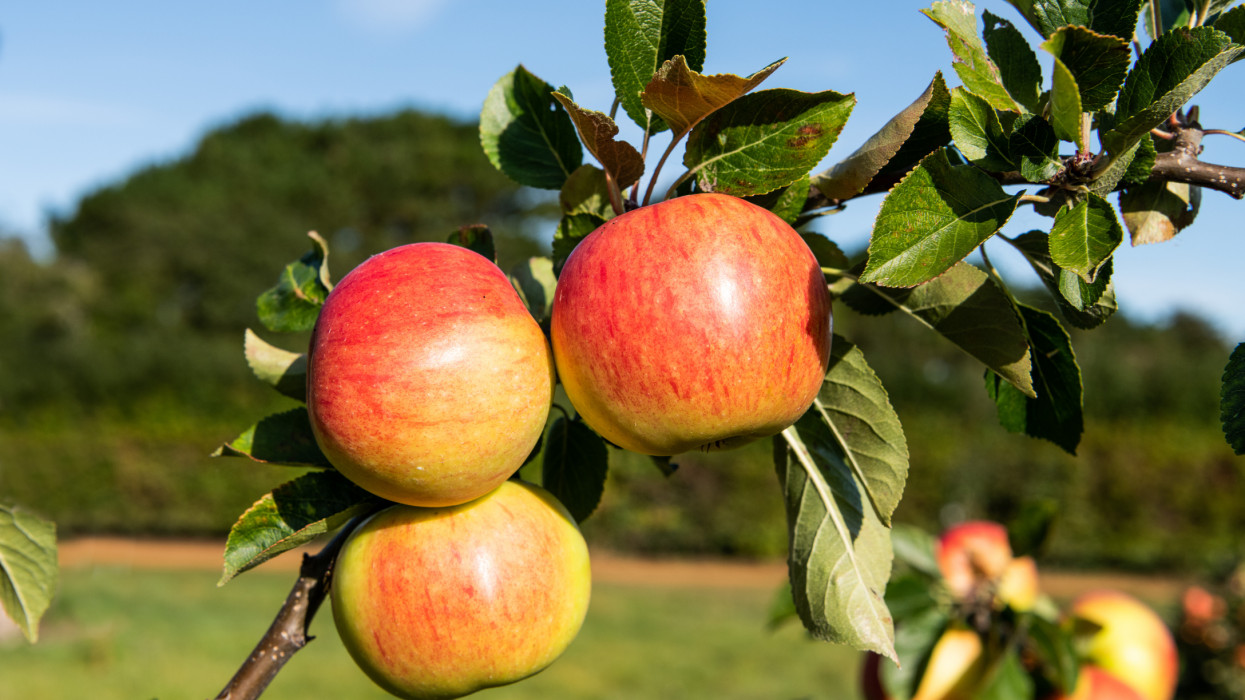 Apple (malus domestica) James Grieve ripe fruit on tree. Norfolk. UK