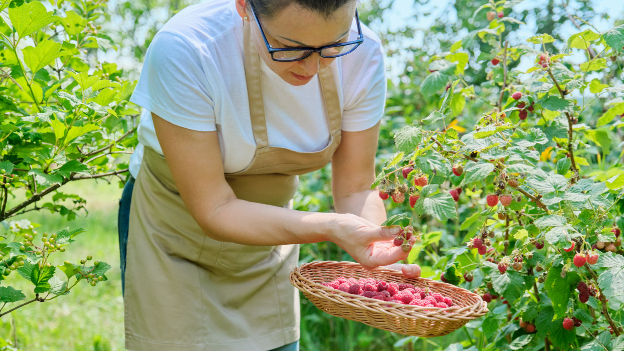 Gardener woman picking raspberries in the garden, female in apron with wicker bowl picks berries from bush