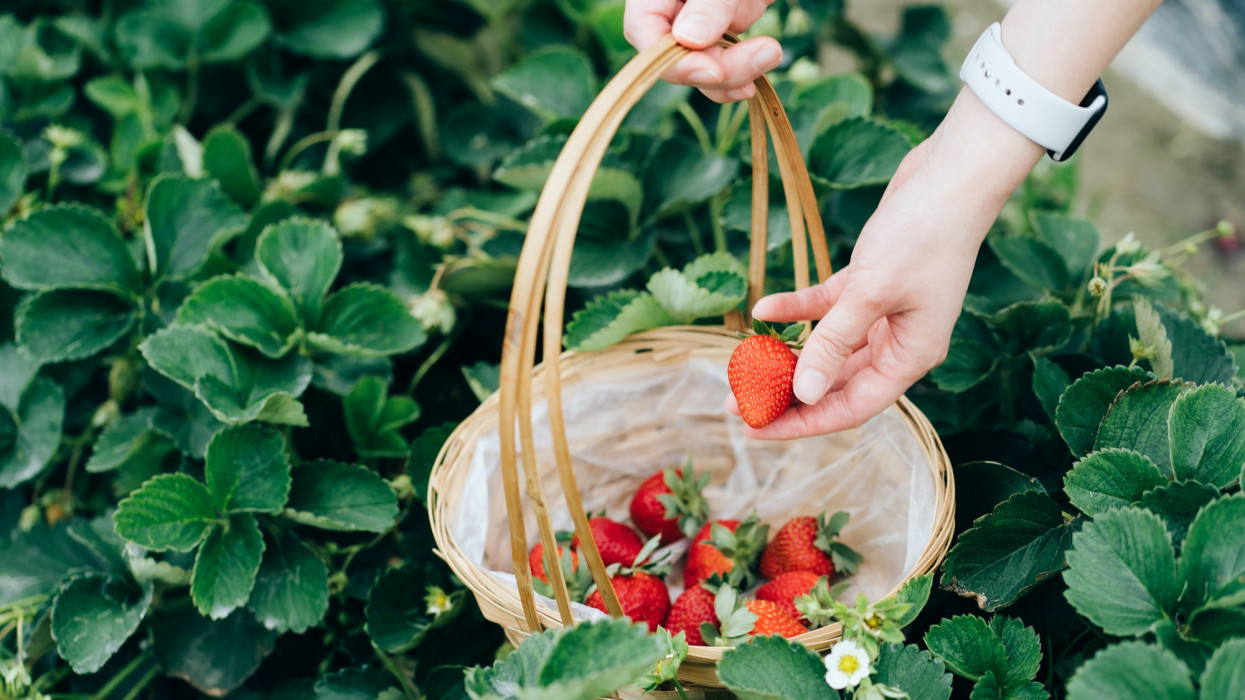 Close up of young woman picking fresh strawberries in organic strawberry farm. She is holding a basket with freshly picked strawberries. Experiencing gardening and harvesting. Woman in nature, sustainable lifestyle