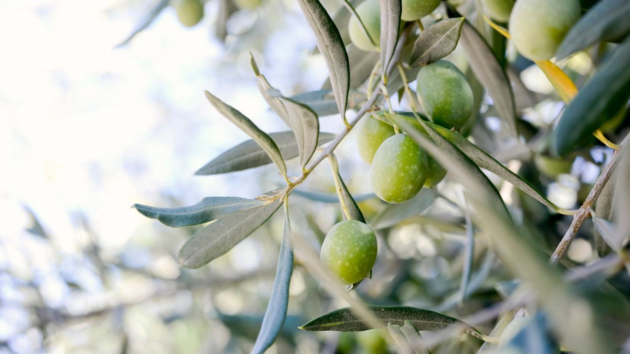 Close up of olive fruit in olive grove