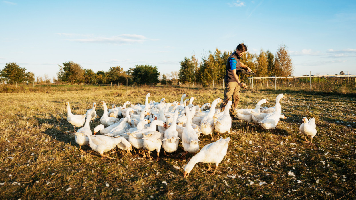 An urban farmer is out feeding bread to a gaggle of geese on his farm.