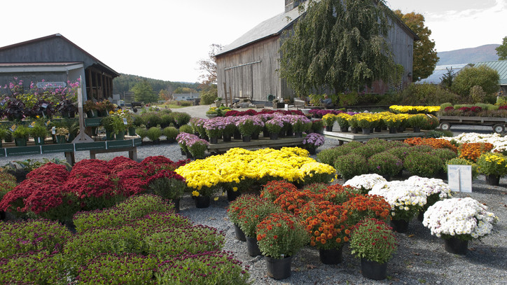 Mielőtt viszont lemondanál arról, hogy ősszel is virágos kerted legyen, érdemes kicsit kutakodni a témában. Éppen ezért, most összegyűjtöttük azokat a növényeket, amelyek ebben az időszakban borulnak virágba.