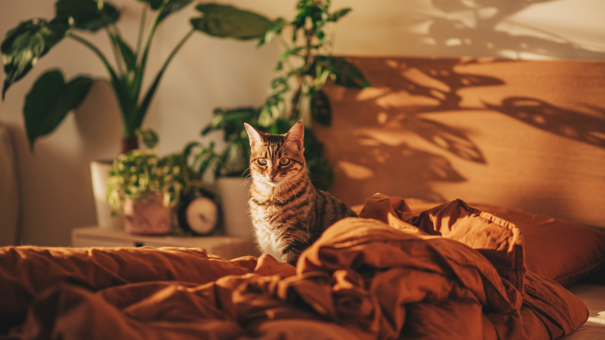 Cute Scottish straight cat in bed at home. Cat Portrait. Cute cat indoor shooting