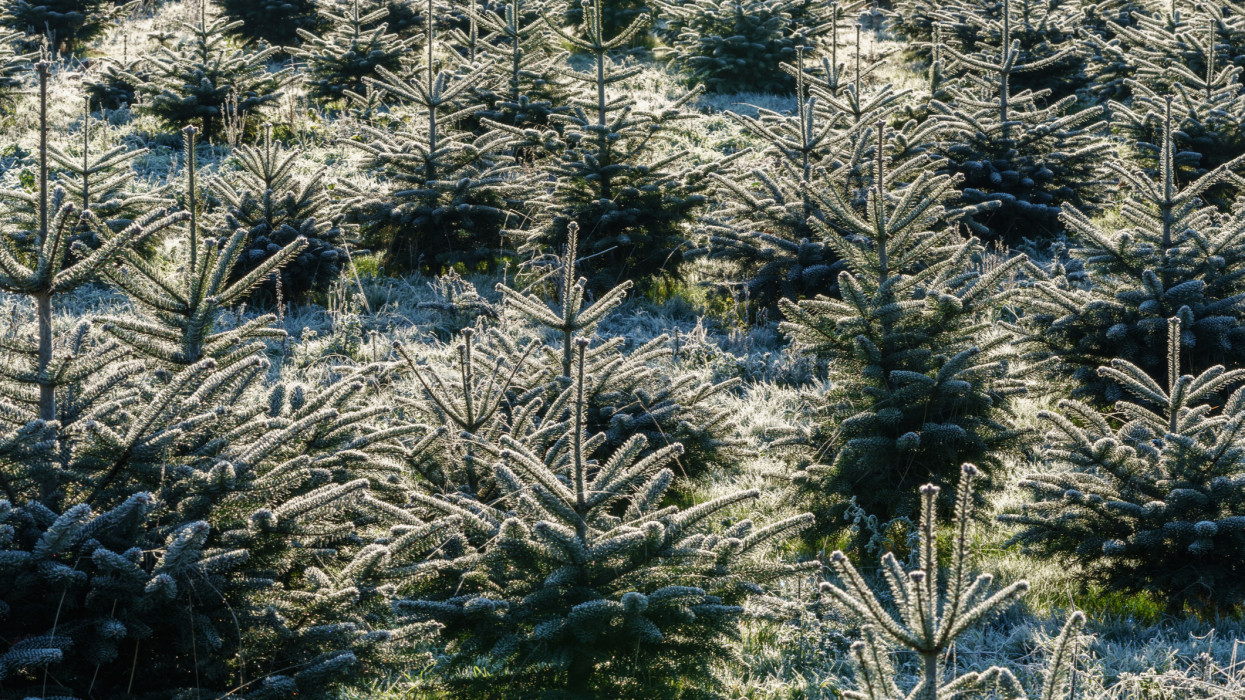 Caucasian fir trees (Nordmann fir) with hoarfrost in a Christmas tree nursery in backlight. Small conifer trees grow to be sold in winter season.