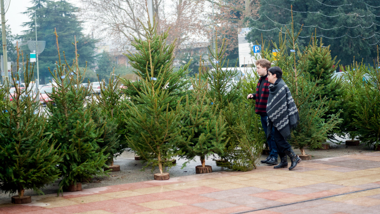 Happy couple, Caucasian man and Hispanic woman, choosing Christmas tree at a street market in the city, Nova Gorica, Slovenia, Europe. Man with stripe red and black  scarf and woman in black and gray poncho are standing by Christmas tree lot. City center in the background. Nikon D800, full frame, XXXL. Lots of copy space.