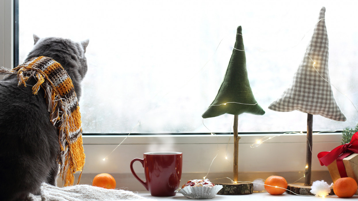 gray pet in a tiger scarf sits at the festive window snow weather cozy cold outside cat