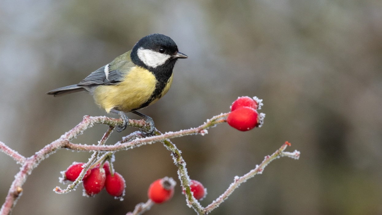 Great tit (Parus major) perching on a dog rose with ripe rose hips.