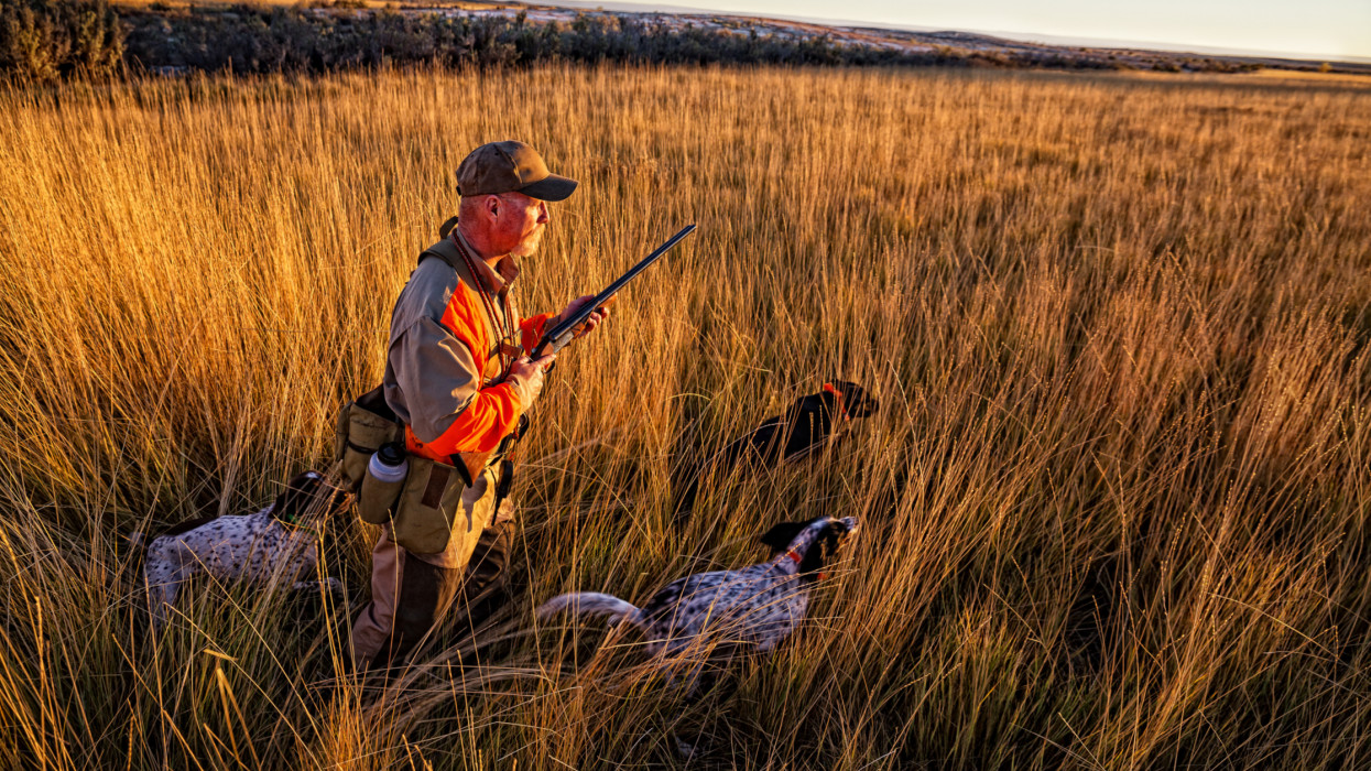 A pheasant hunter out hunting with his bird dogs