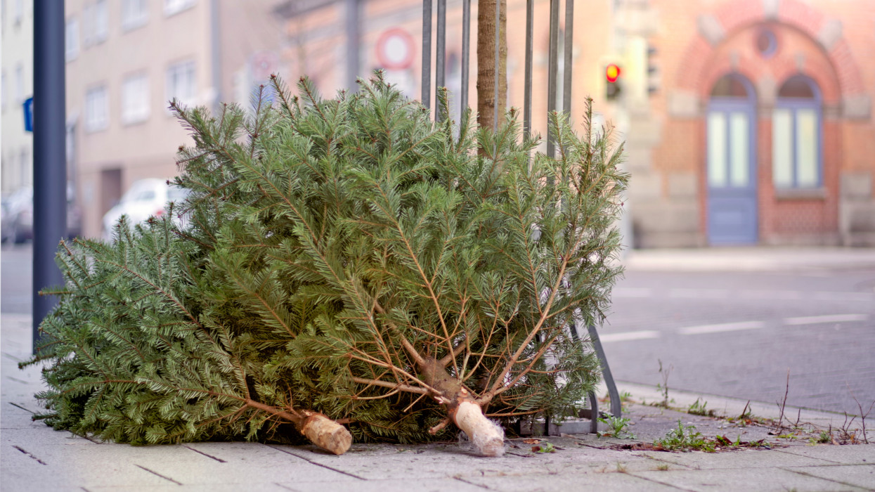 Discarded old christmas trees after the Holiday on the sidewalk. epiphany over down
