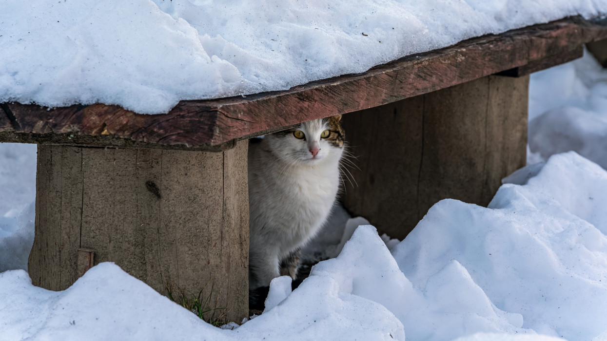 Beautiful Street Cat hiding at winter