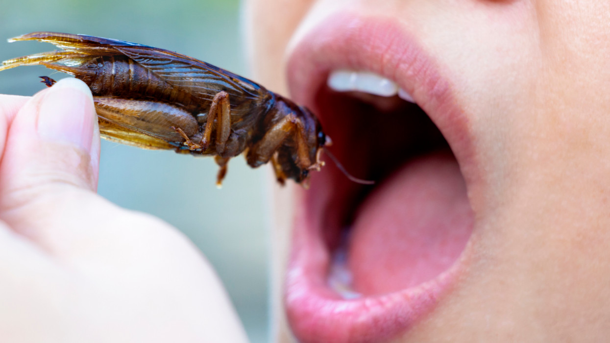 The woman opening her mouth to eat insects. The concept of protein food sources from insects. Brachytrupes portentosus crickets is a good source of protein, vitamin B12, and iron, it is low in fat.