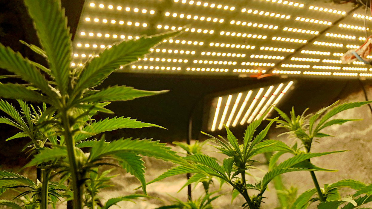 cannabis Medical Cannabis Sativa plants growing under LED lighting indoors - stock photo