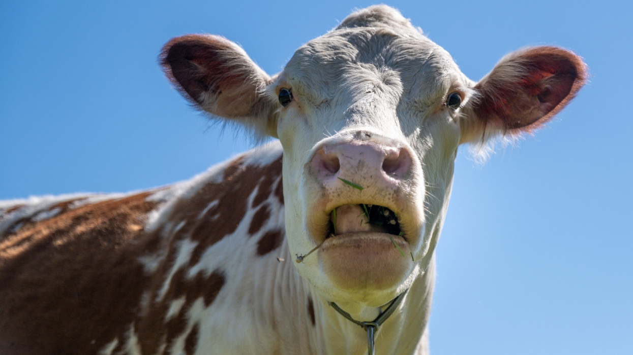 Cow chewing on grass. Head against clear blue sky