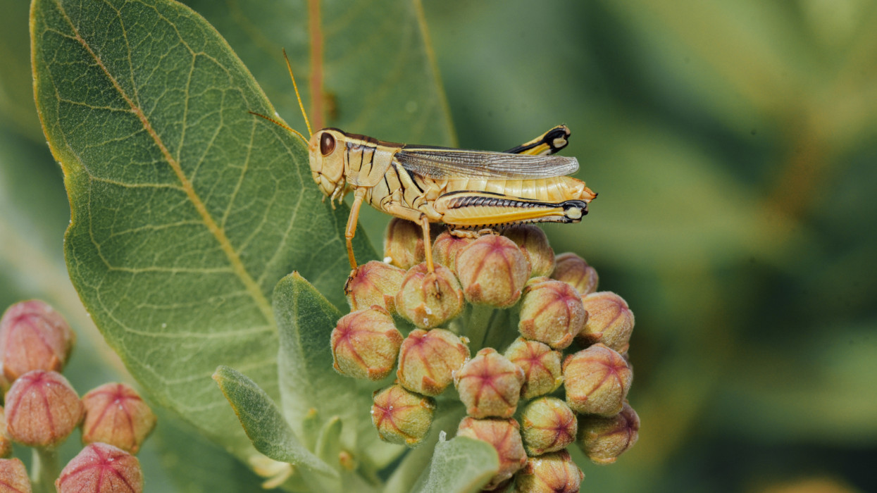Grasshopper on common milkweed flower buds. Copy space. garden