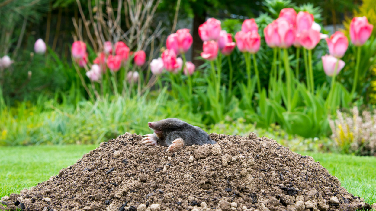 European mole (Talpa europaea) destroying lawn with its mole hills and underground tunnels