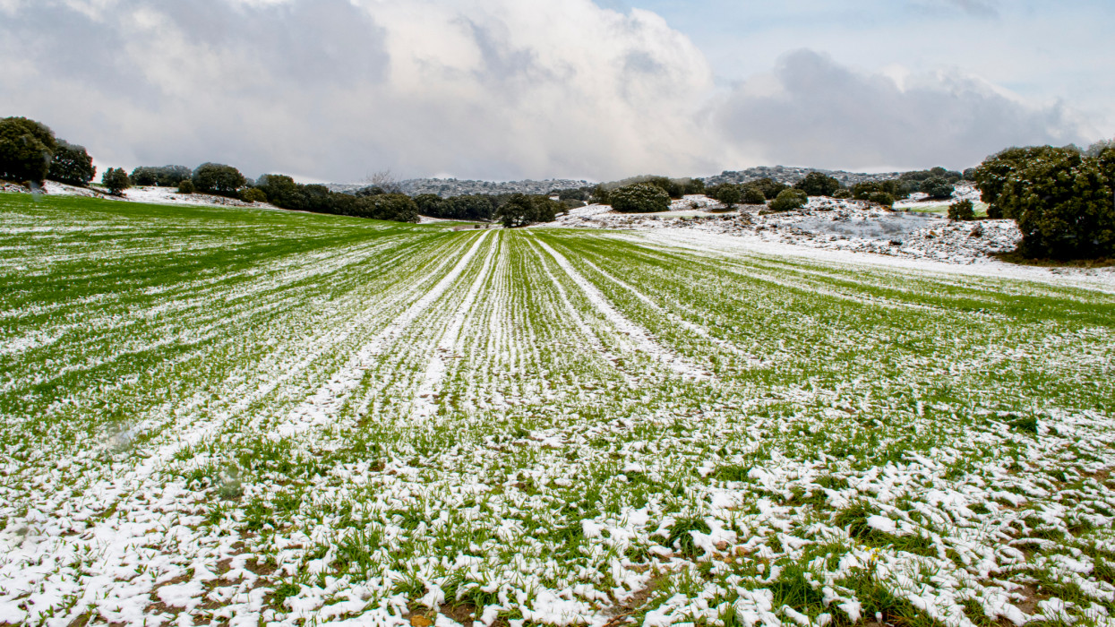 You can see a little bit of snow on the field and on flowers. It was snow during a spring day.