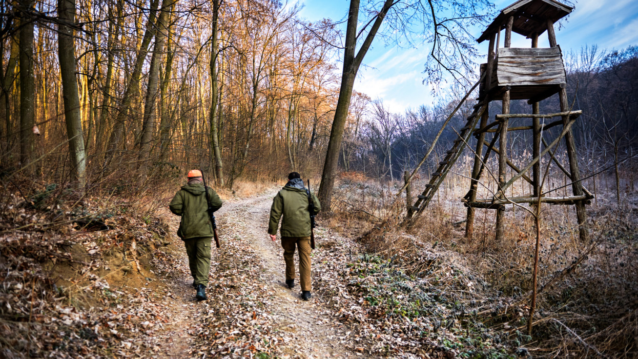 Back view of two hunters with rifles walking in the forest. There is wooden viewpoint near by.
