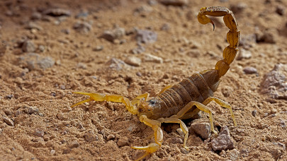 Szubtrópusi skorpió a magyar Lidlben: az eprek között bujkált az ijesztő bestia
