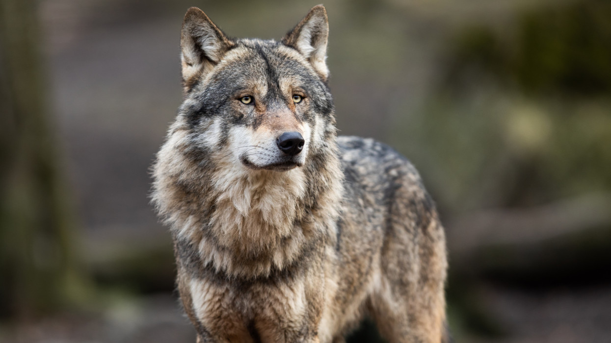Portrait of grey wolf in the forest