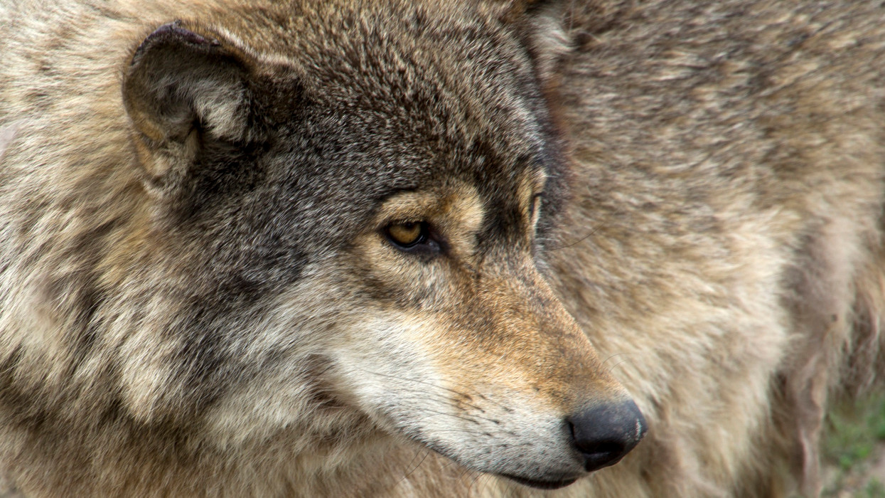 Wolf in National Park Hortobagy, Hungary