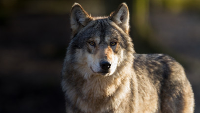 Farkast láttak a magyar erdőben: jó nagy állat volt, vadakat hajtott + VIDEÓ