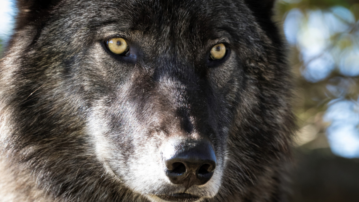 Tényleg megszólalt a svájci farkast kilövő vadász? Kiderült az igazság a felháborító vallomásról