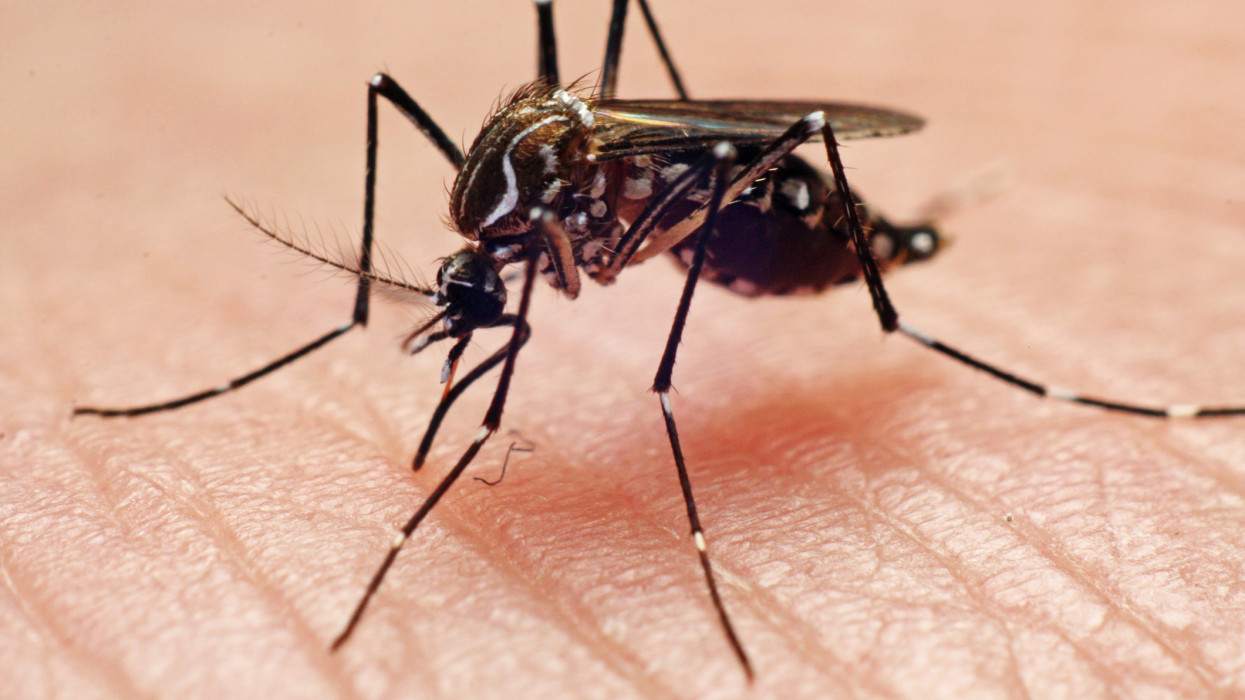 Dengue fever vector, mosquito biting hand.