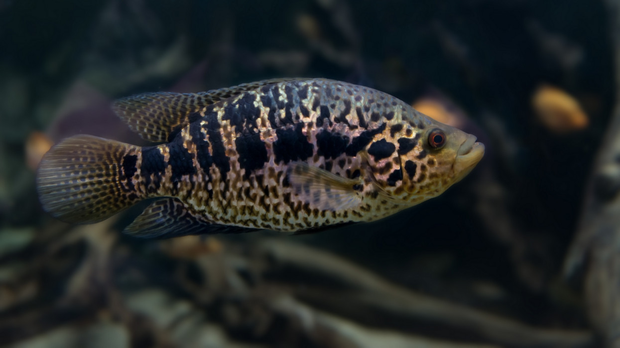 Veszélyes halakat fogtak ki a Balatonnál: nagy baj lehet, ha nem állítják meg őket