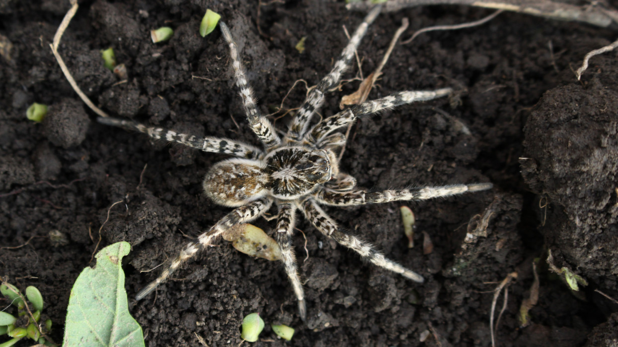 Wolf spider,  Tarantula (Lycosa singoriensis) on the field