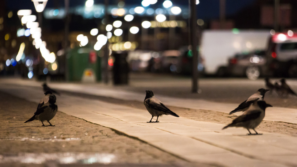 Three crows on the streets in the foreground with traffic and city lights blurry in the background.