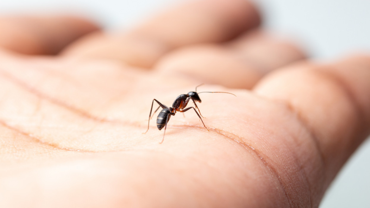 Closeup macro of a carpenter ant