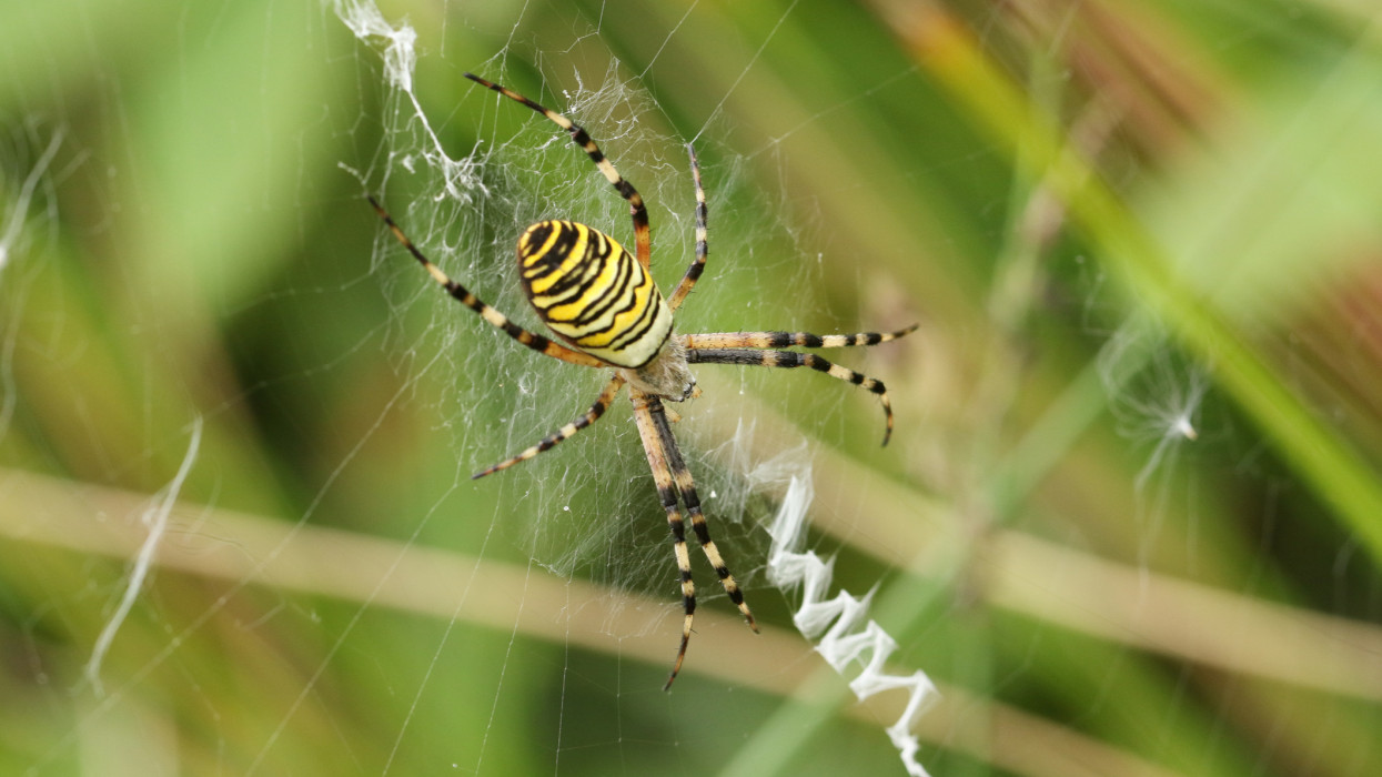 A hunting female Wasp Spider, Argiope bruennichi, on its web.