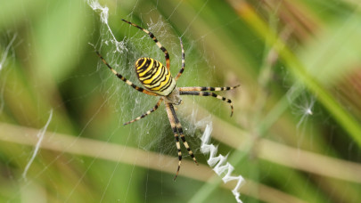 Elképesztő, milyen pókokat rejtenek a kertek, lakások: kiderült, kell-e félnünk tőlük