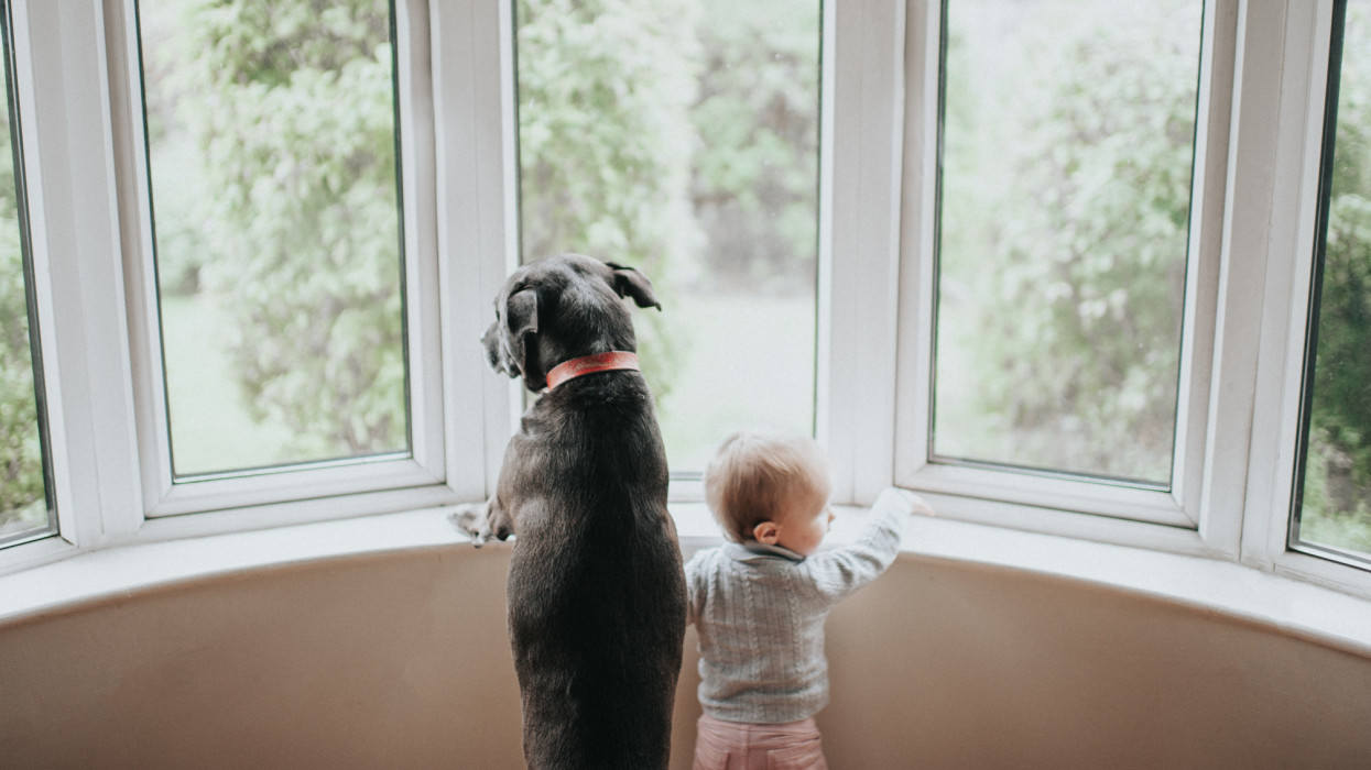 Mi a szeparációs szorongás? Mikor kezdődik a szeparációs szorongás babáknál, kutyáknál?