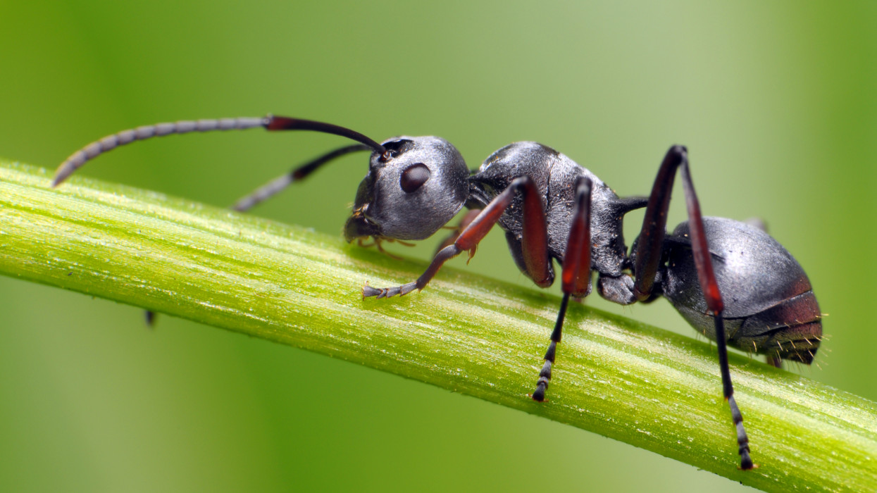 Ants are social insects of family Formicidae.