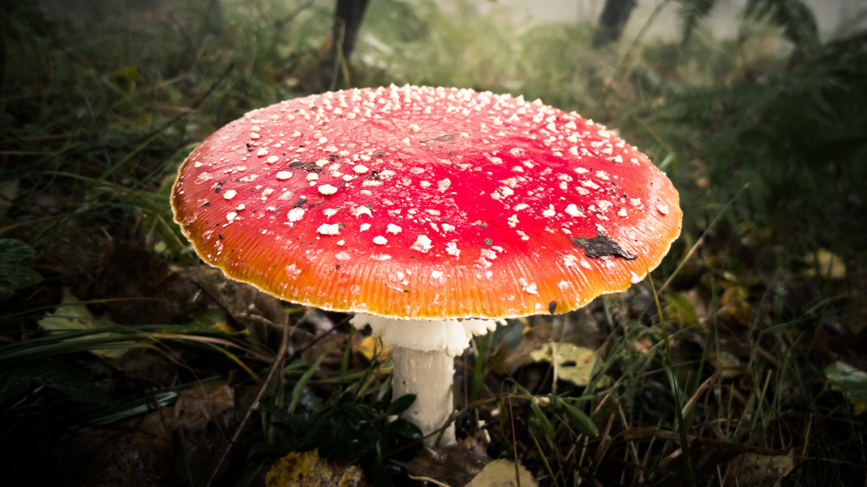 A close up of a big red mushroom (amanita)