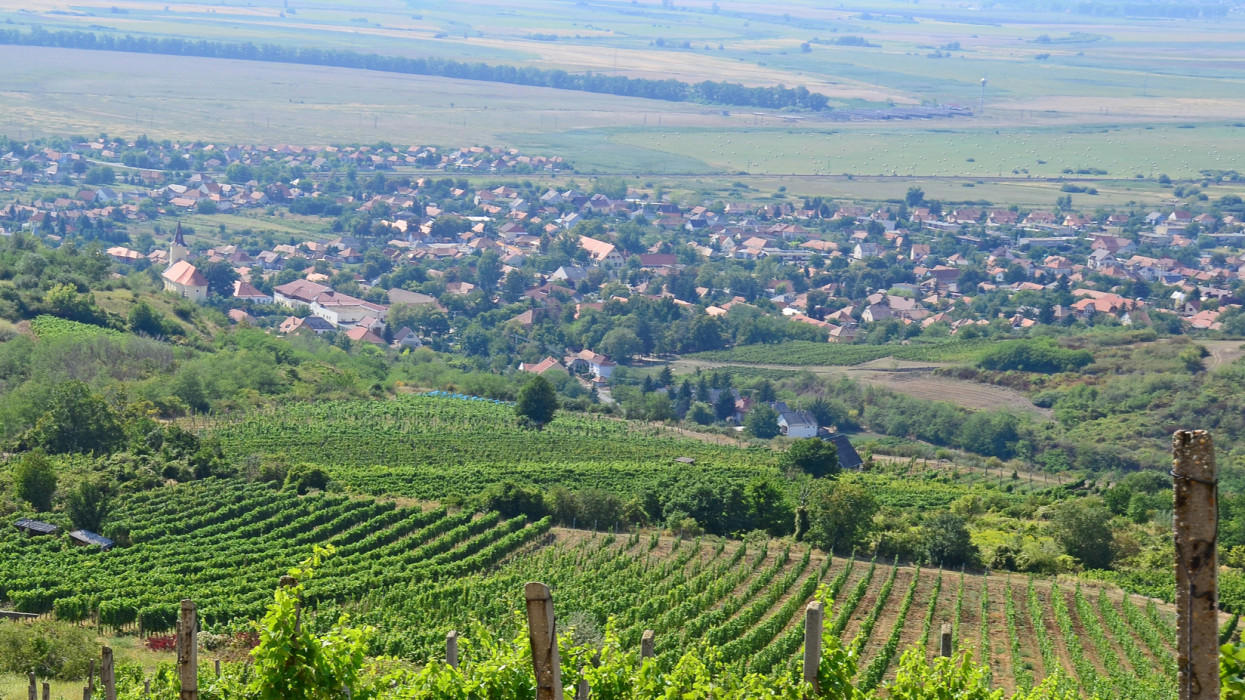 Vineyards on the hillside near Tarcal village, Hungary borsod tokaj rural