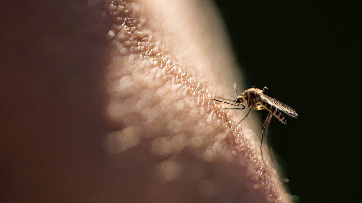 Figyelmeztetést adott ki a katasztrófavédelem: itt lehet a legdurvább most a szúnyoginvázió