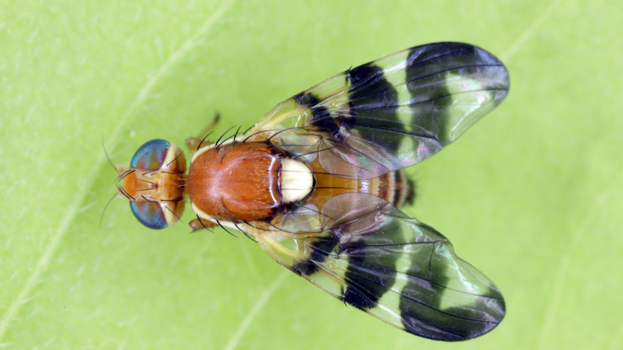 Walnut husk fly (Rhagoletis completa) it is quarantine species of tephritid or fruit flies whose larvae damage walnuts