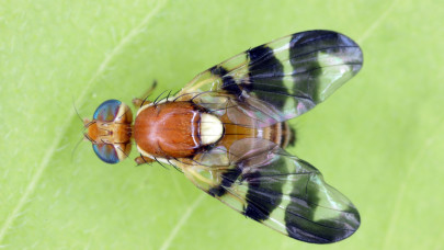 Durva károkat tud okozni ez a parányi rovar: hogyan védekezz ellene?