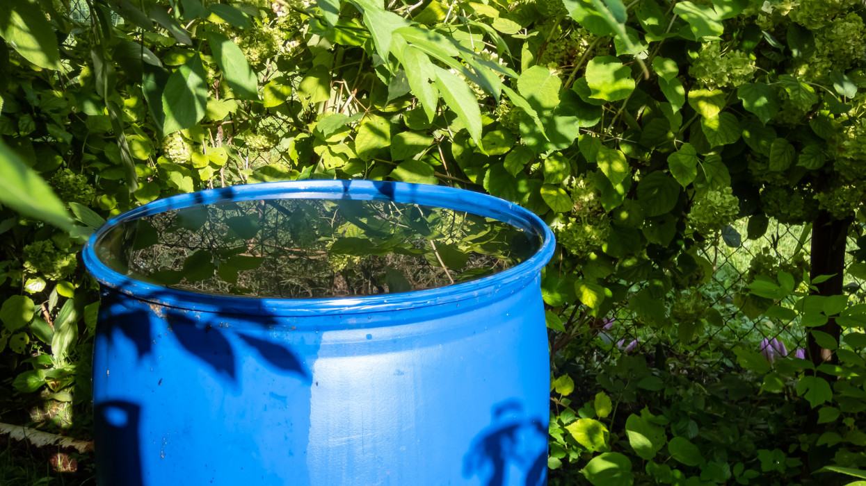 Blue, plastic water barrel reused for collecting and storing rainwater for watering plants full with water from the roof during summer day surrounded with vegetation