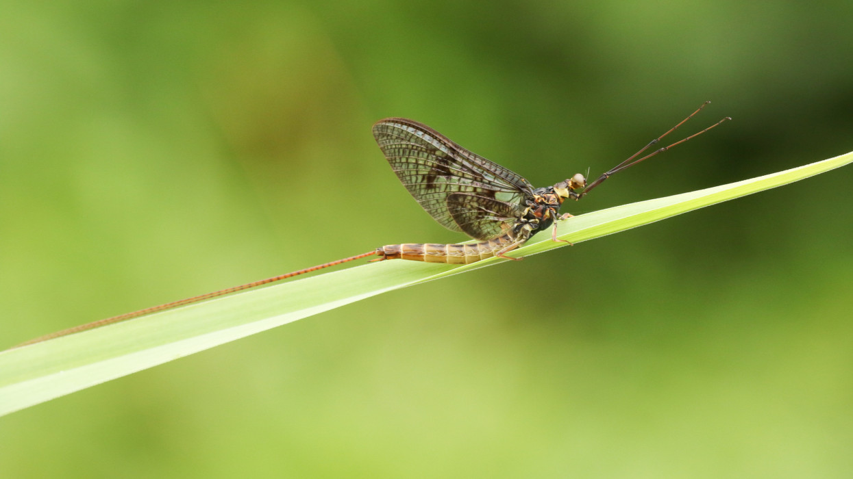 A Mayfly (Ephemeroptera) perched on a blade of grass.