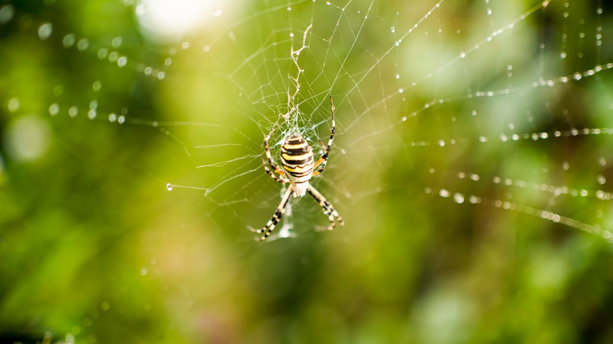 Ijesztő pókok lapul a lakásokban, kertekben: de vajon veszélyesek? Mit tegyünk, ha megcsípnek?