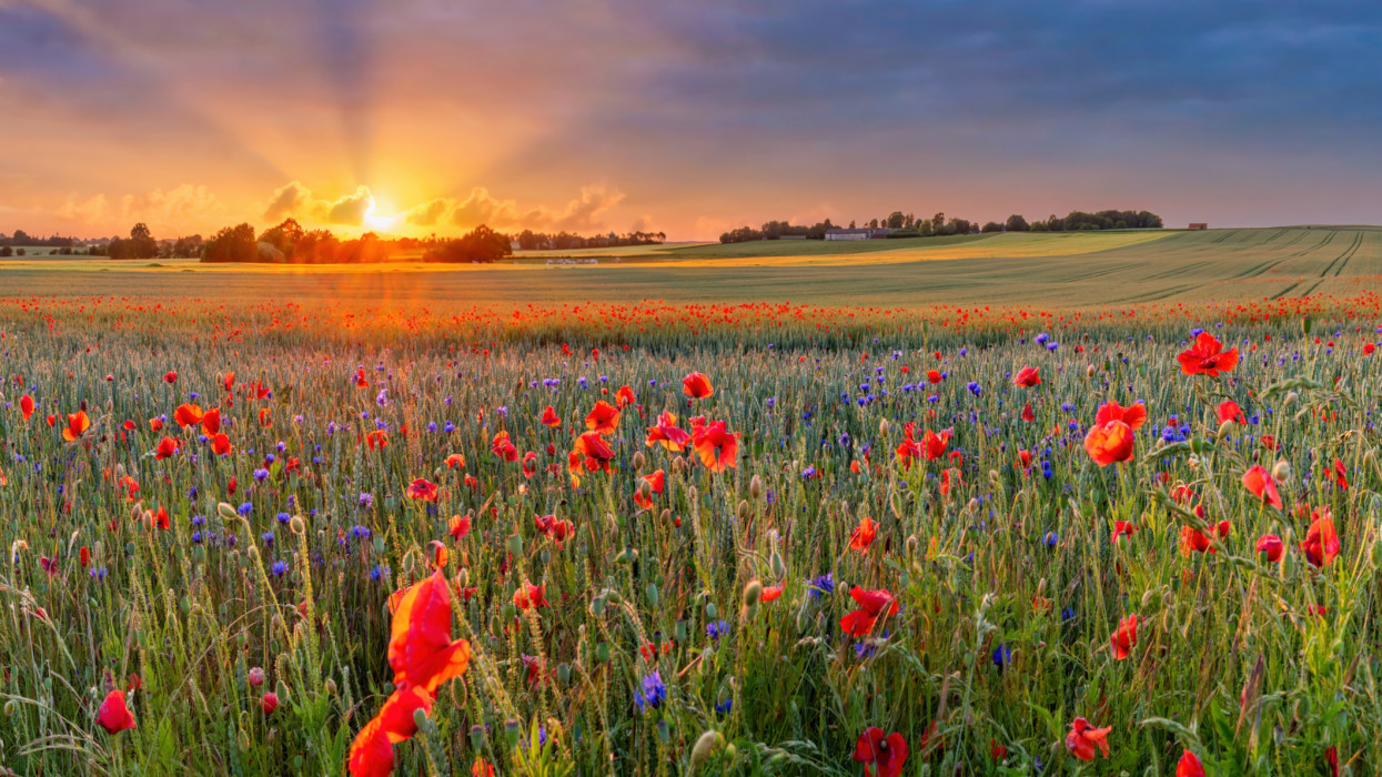 The Sun setting on a field of poppies in the countryside, Denmark. sunshine summer
