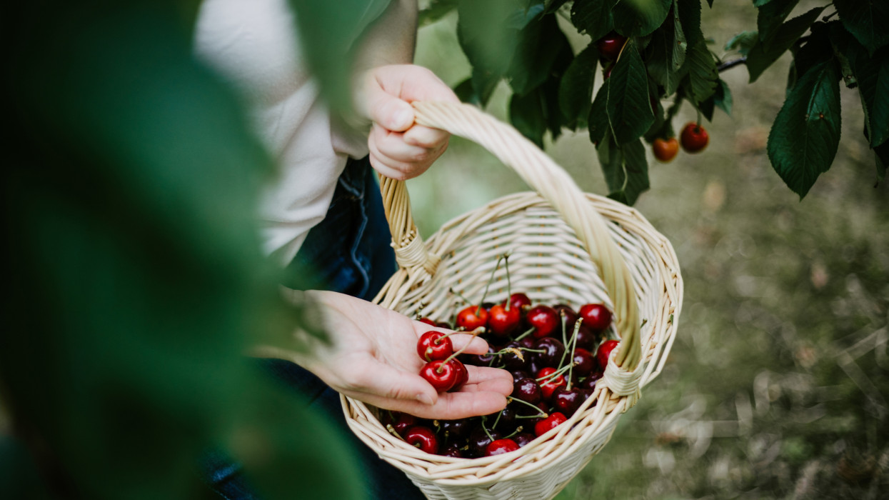 Woman picking cherries from tree