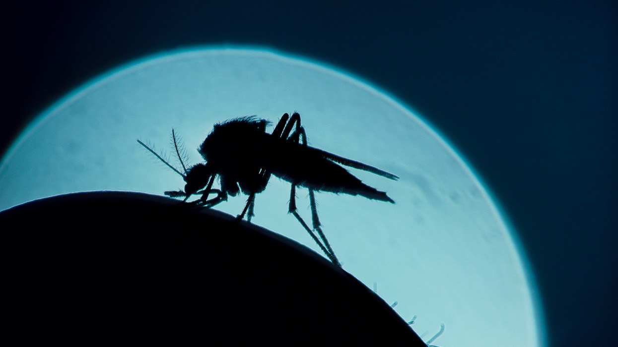 A mosquito, that is silhouetted against the moon,bites a human arm