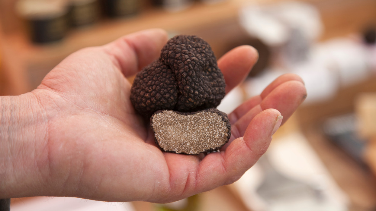 A pair of truffle to be sold on a french street market.