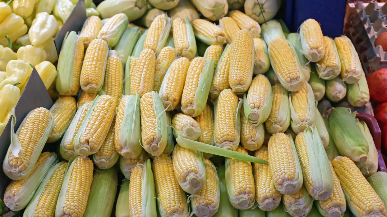 Big Bunch of Corn Ears at Farmers Market