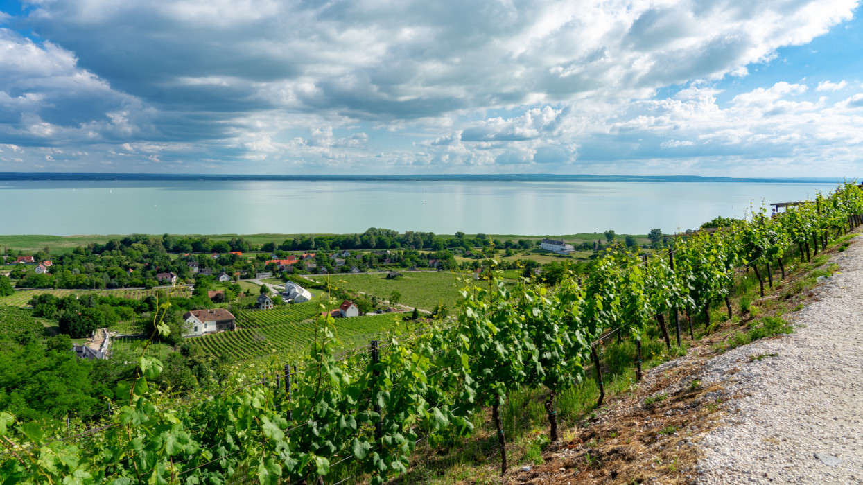 beautiful view of Lake Balaton with vineyards from the Badacsony hill .