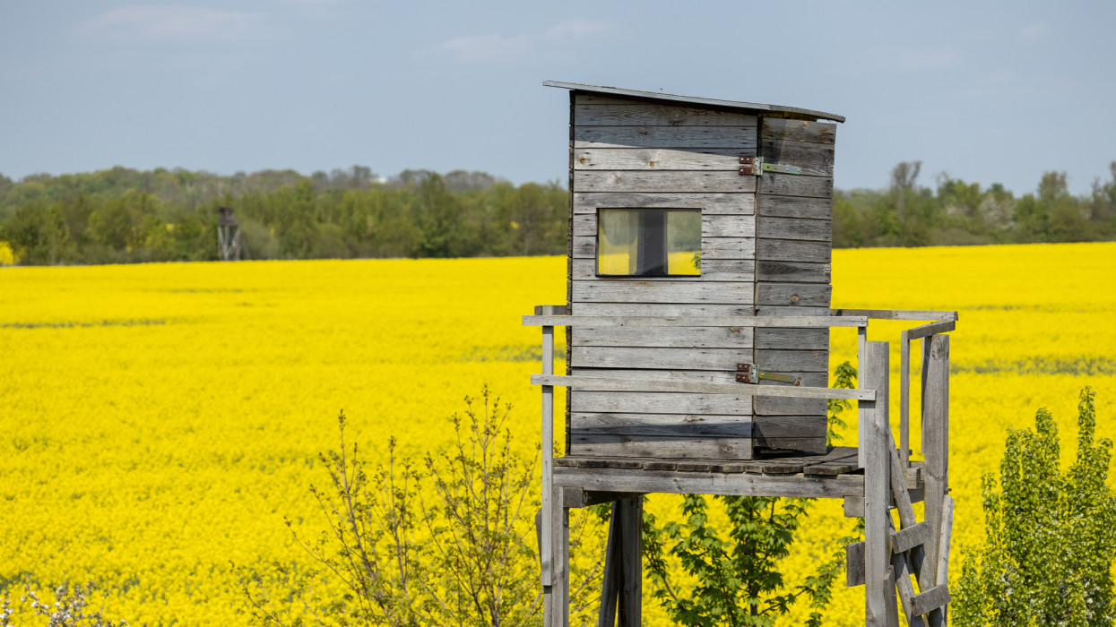Large rapeseed field with a wooden tower for the hunter (Brandenburg/ Germany)